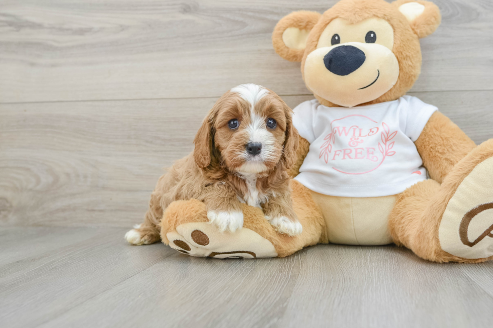 Petite Cavapoo Poodle Mix Pup