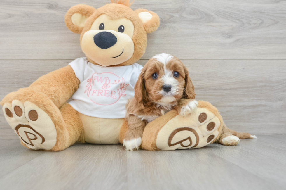 5 week old Cavapoo Puppy For Sale - Florida Fur Babies