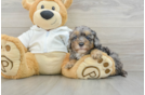 Best Cavapoo Baby