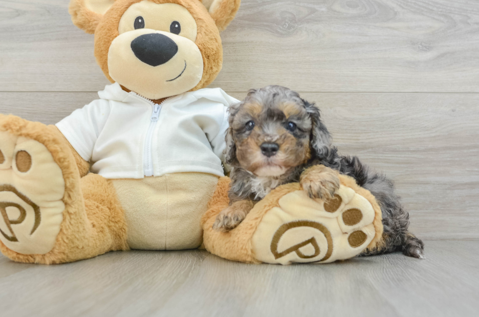 6 week old Cavapoo Puppy For Sale - Florida Fur Babies