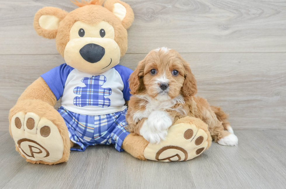 5 week old Cavapoo Puppy For Sale - Florida Fur Babies
