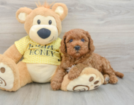 9 week old Cavapoo Puppy For Sale - Florida Fur Babies