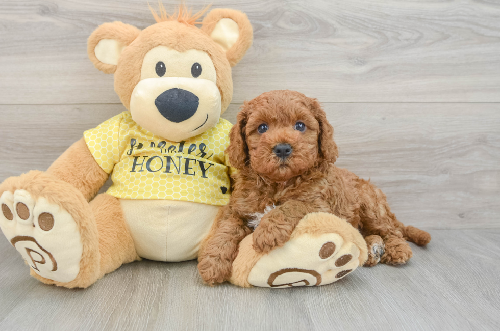 8 week old Cavapoo Puppy For Sale - Florida Fur Babies