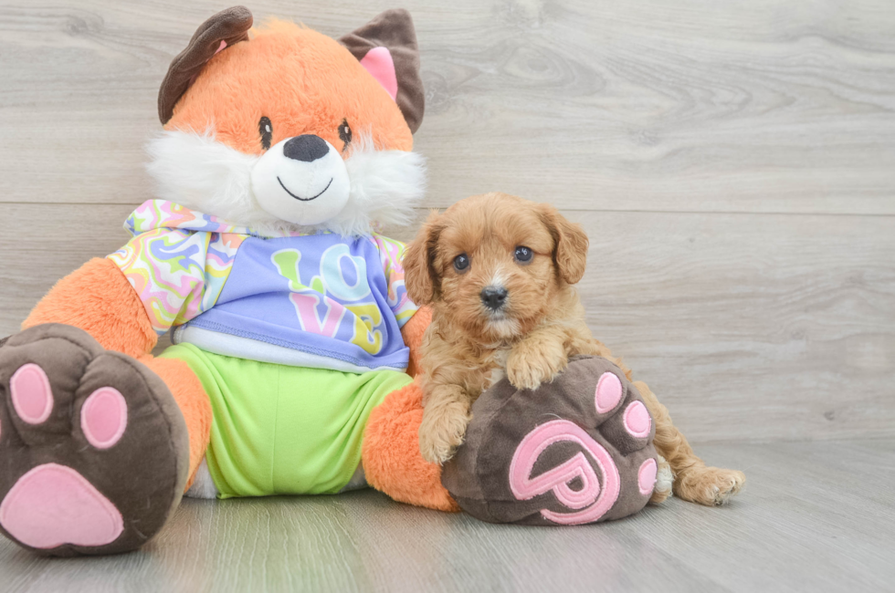 6 week old Cavapoo Puppy For Sale - Florida Fur Babies