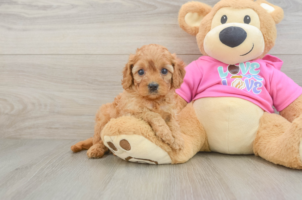 5 week old Cavapoo Puppy For Sale - Florida Fur Babies
