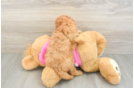 Cute Cavapoo Baby
