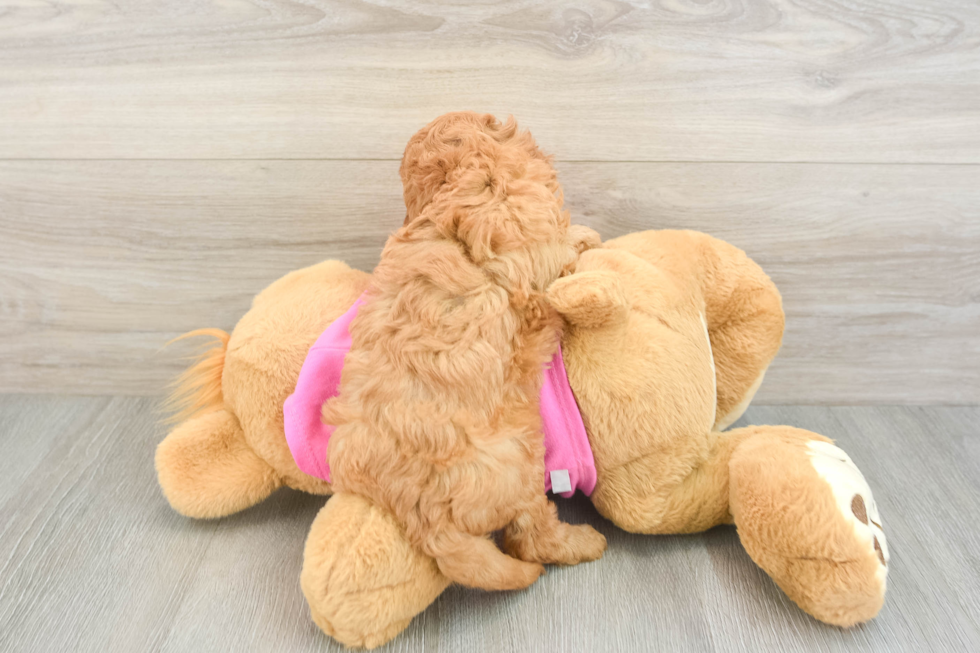 Cute Cavapoo Baby