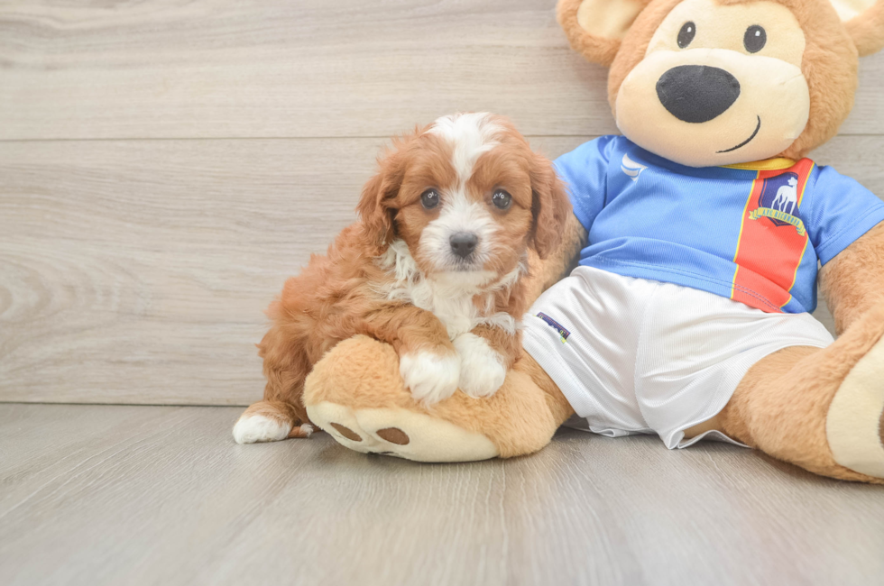 5 week old Cavapoo Puppy For Sale - Florida Fur Babies