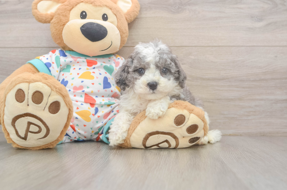5 week old Cavapoo Puppy For Sale - Florida Fur Babies