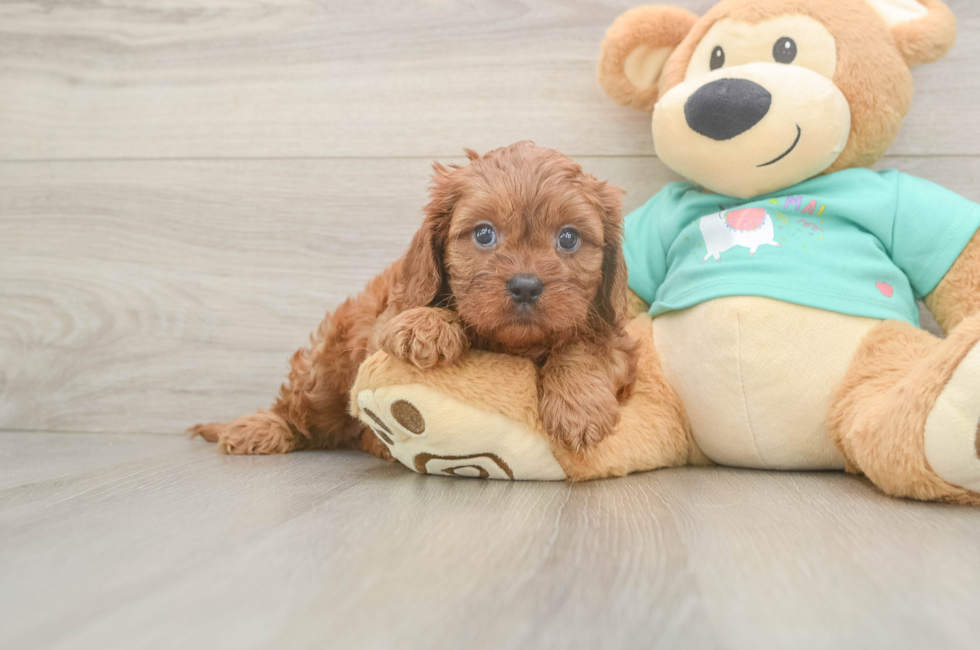 6 week old Cavapoo Puppy For Sale - Florida Fur Babies
