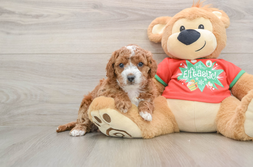 5 week old Cavapoo Puppy For Sale - Florida Fur Babies
