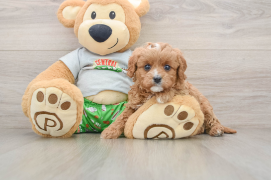 Little Cavipoo Poodle Mix Puppy