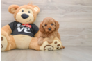 Cavapoo Pup Being Cute
