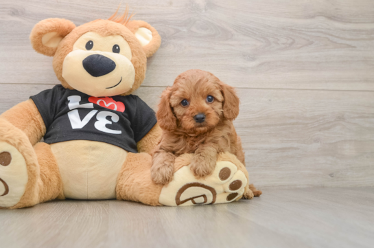 Cavapoo Pup Being Cute