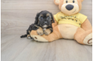 Fluffy Cavapoo Poodle Mix Pup