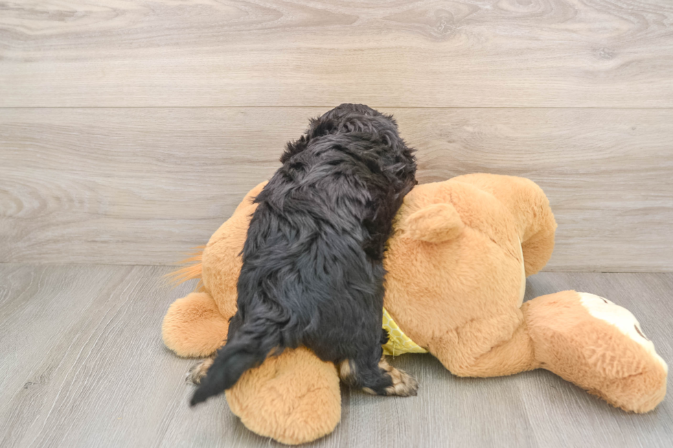 Sweet Cavapoo Baby