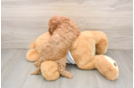 Cavapoo Pup Being Cute