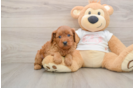 Cavapoo Puppy for Adoption