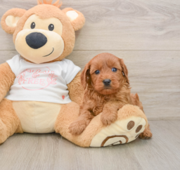 6 week old Cavapoo Puppy For Sale - Florida Fur Babies