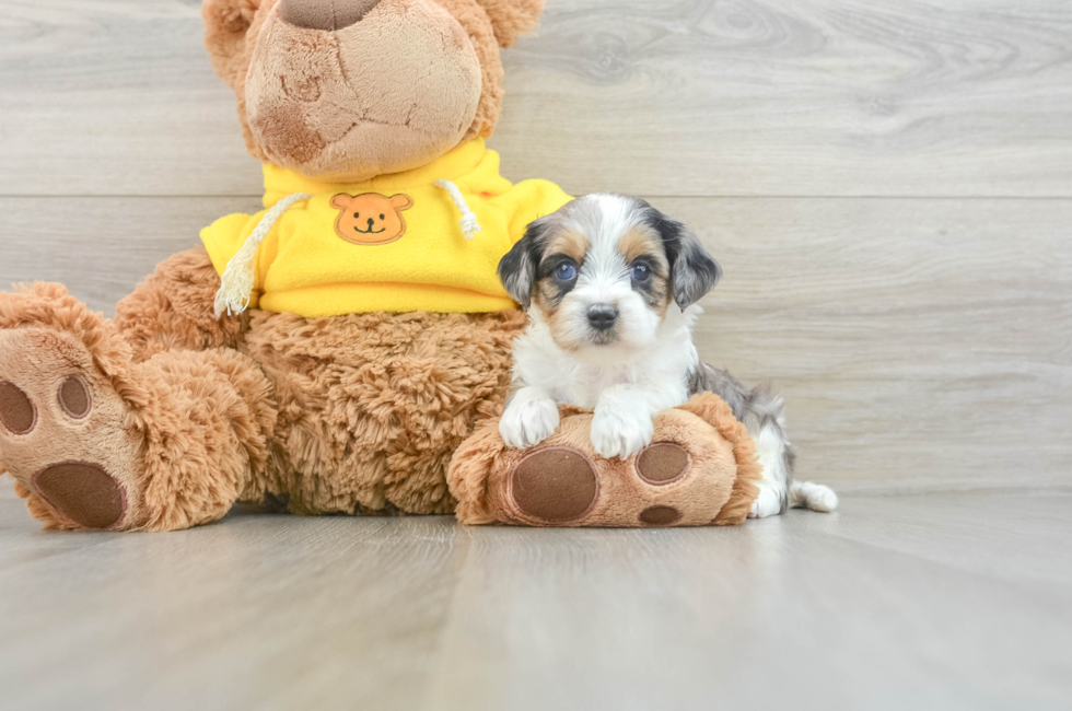 7 week old Cavapoo Puppy For Sale - Florida Fur Babies