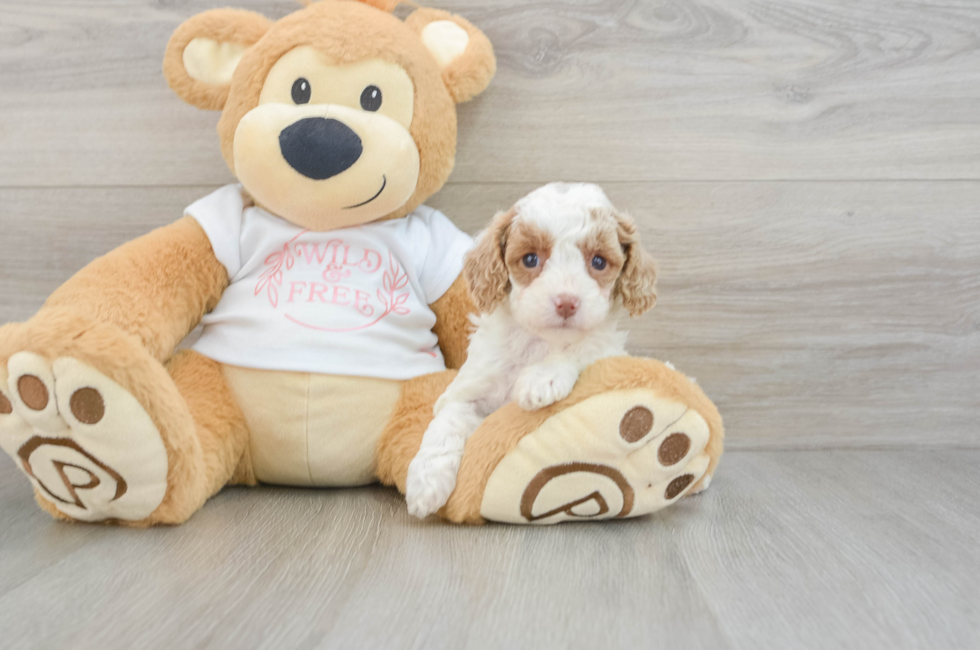 6 week old Cavapoo Puppy For Sale - Florida Fur Babies