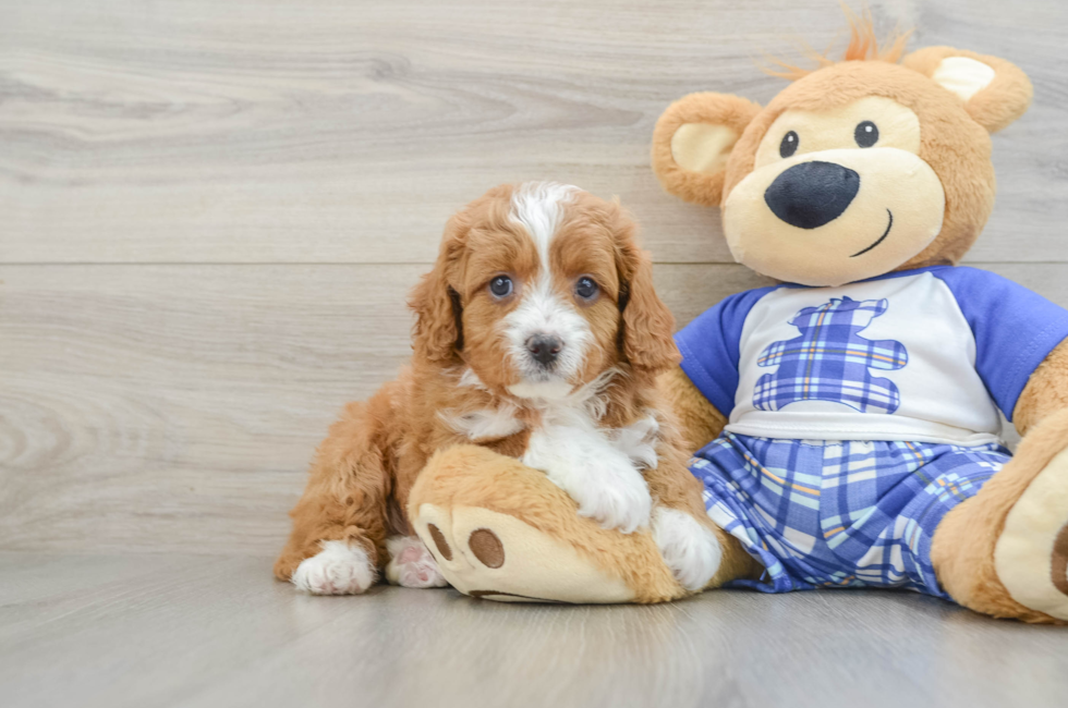 5 week old Cavapoo Puppy For Sale - Florida Fur Babies