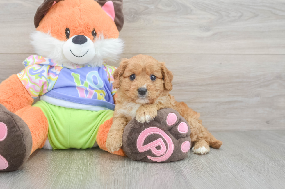 6 week old Cavapoo Puppy For Sale - Florida Fur Babies