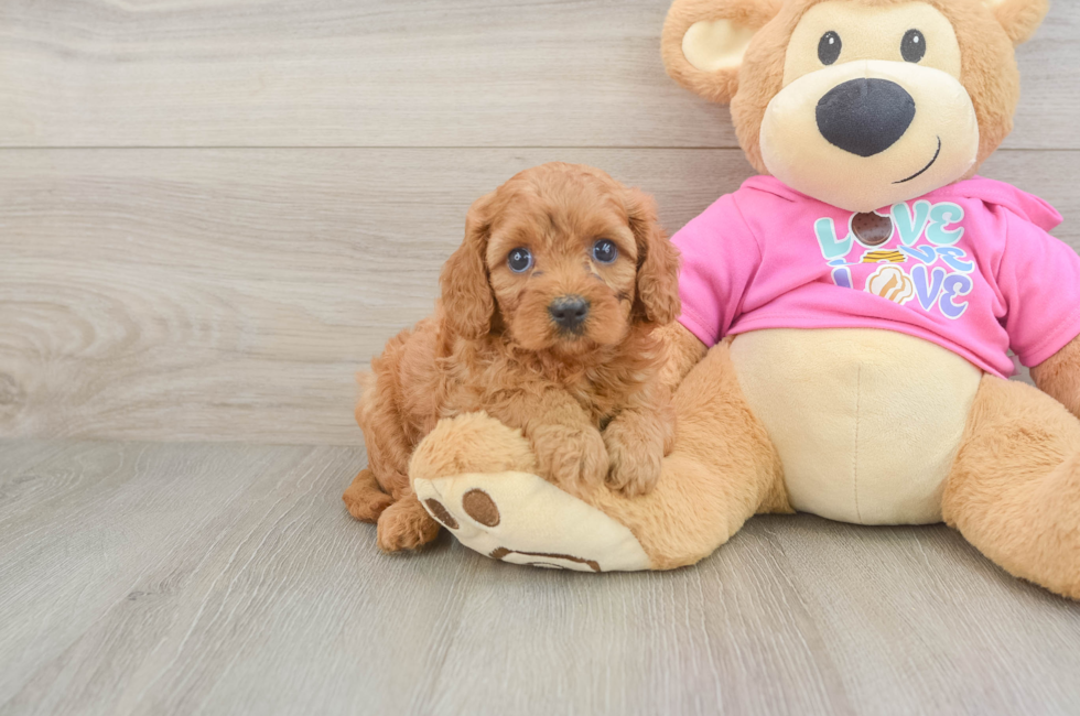 5 week old Cavapoo Puppy For Sale - Florida Fur Babies