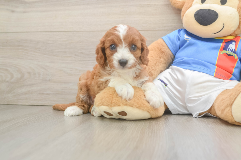 5 week old Cavapoo Puppy For Sale - Florida Fur Babies