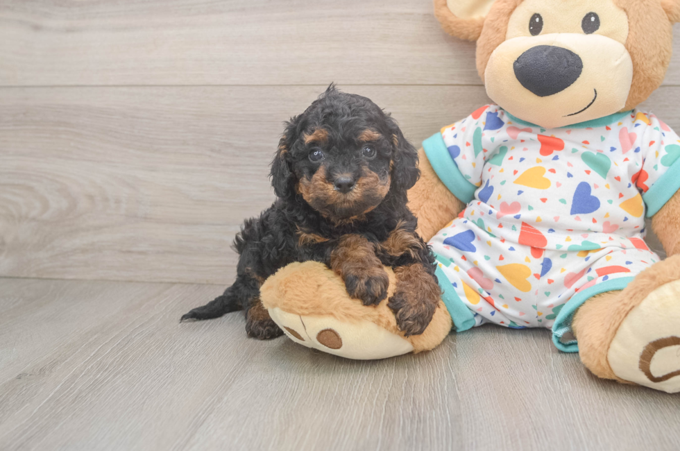5 week old Cavapoo Puppy For Sale - Florida Fur Babies