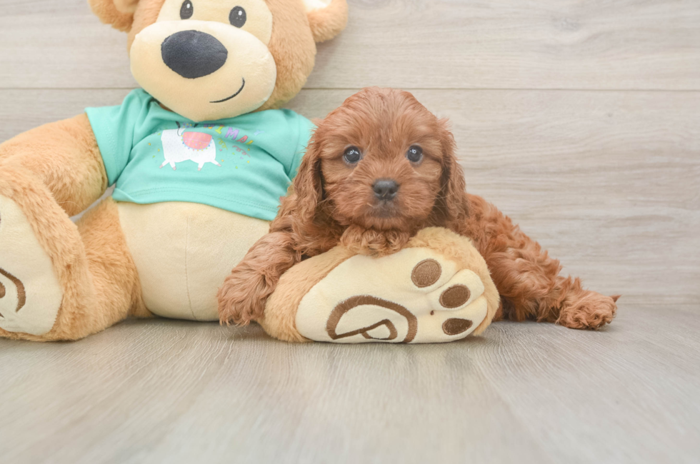 6 week old Cavapoo Puppy For Sale - Florida Fur Babies
