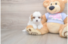 Cavapoo Puppy for Adoption