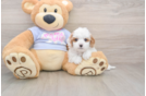 Cavapoo Puppy for Adoption