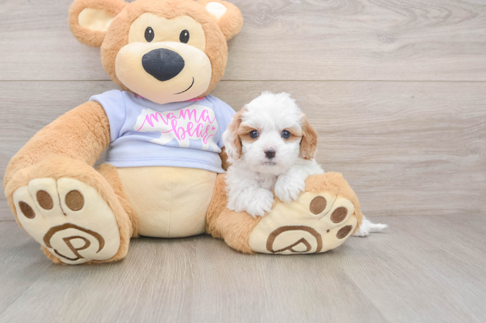Cavapoo Puppy for Adoption