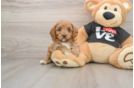 Cavapoo Puppy for Adoption