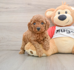 9 week old Cavapoo Puppy For Sale - Florida Fur Babies