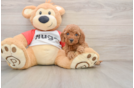 Best Cavapoo Baby