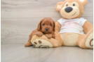 Cavapoo Pup Being Cute