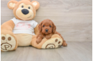 Petite Cavapoo Poodle Mix Pup