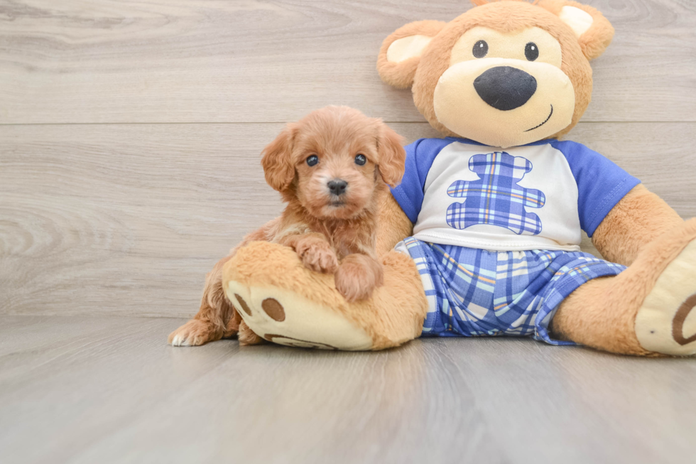 Best Cavapoo Baby