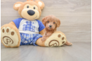 Small Cavapoo Baby