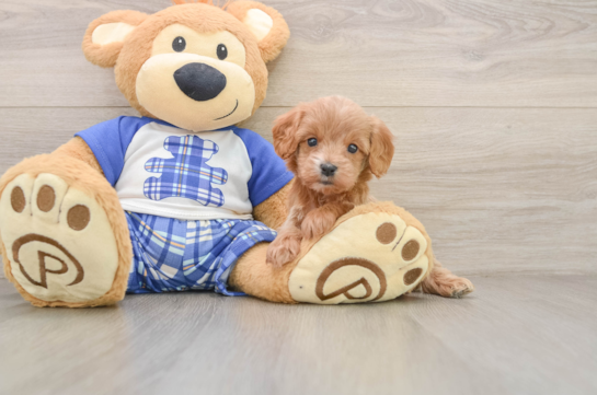 Small Cavapoo Baby