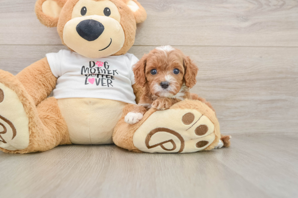 Small Cavapoo Baby