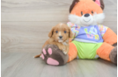Funny Cavapoo Poodle Mix Pup