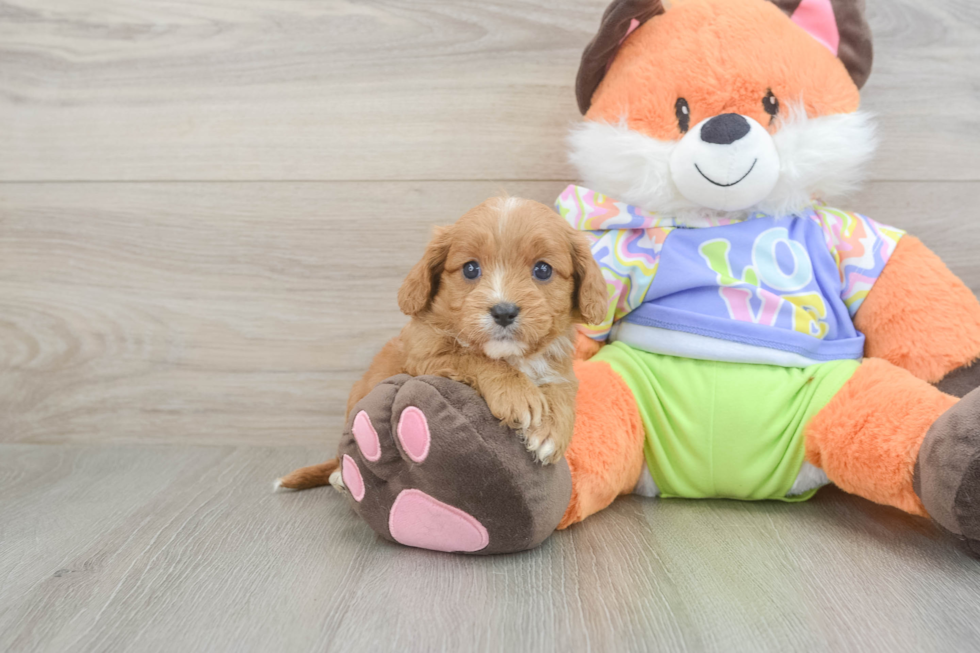Funny Cavapoo Poodle Mix Pup