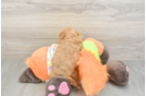 Best Cavapoo Baby