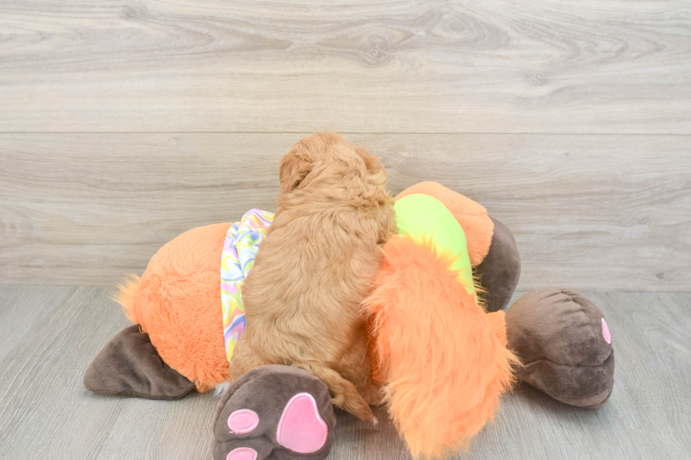 Best Cavapoo Baby