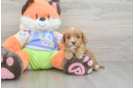 Best Cavapoo Baby