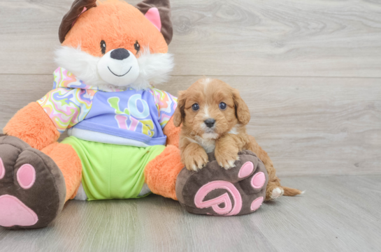 Best Cavapoo Baby