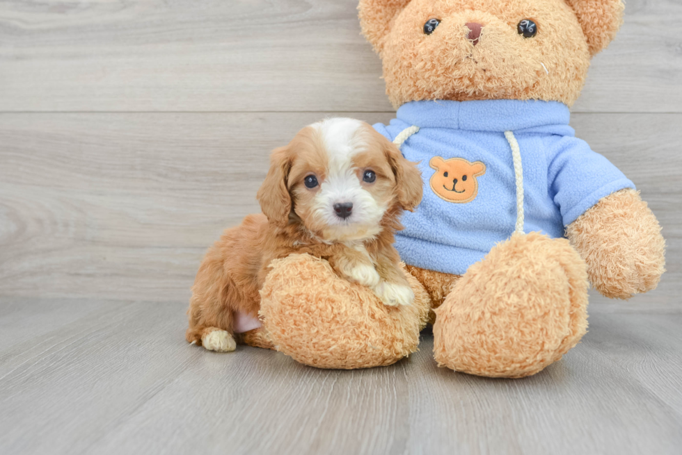 Best Cavapoo Baby